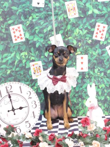 20250415神桜ちゃん